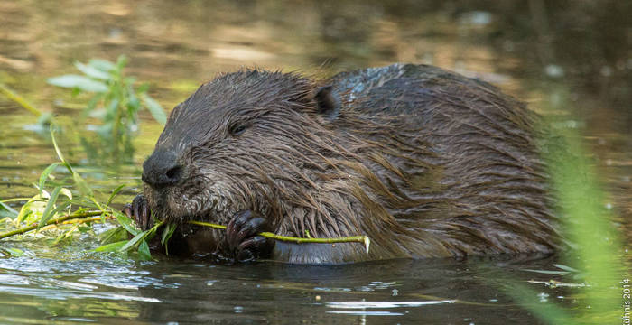 Biber (c) Rainer Kuehnis