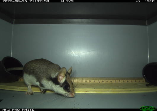 Gartenschläfer in einer Fotofalle im Bergell